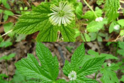 What Is Goldenseal? Discover the Secret Herbal Remedy of North America
