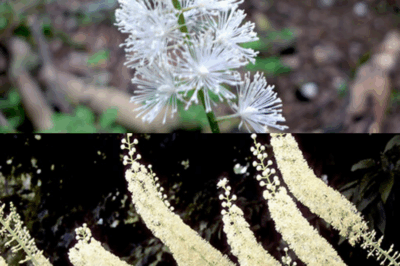 Black Cohosh: The Natural Herbal Solution for Women’s Health