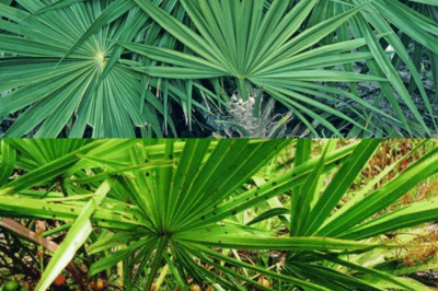 Saw Palmetto Benefits: The Natural Solution for Prostate Health and Hair Loss