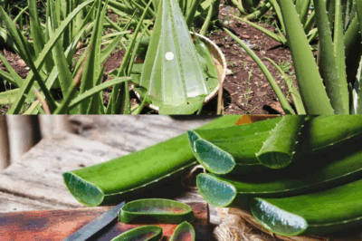 The Hidden Powers of Aloe Vera: Why This Common Plant Is a Skincare Hero