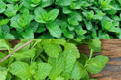 Why Peppermint Is More Than Just a Fresh Scent: Hidden Health Benefits Revealed