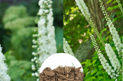 Black Cohosh Secrets: What Doctors Don’t Tell You About This Ancient Herb