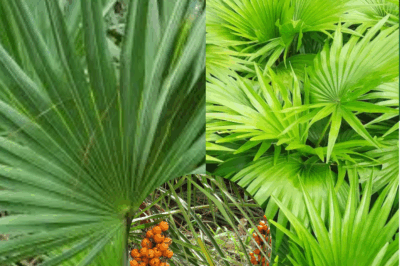 Saw Palmetto and Men’s Health: The Truth Behind the Hype