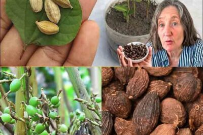 Step-by-Step Guide for Beginners: Cultivating Cardamom from Seeds at Home