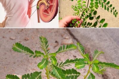 The Power of Chanca Piedra: 10 Benefits and Uses