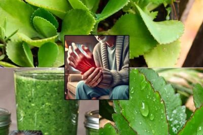 Bryophyllum Calycinum (Kalanchoe Pinnata): The “Miracle Leaf” with Remarkable Natural Benefits