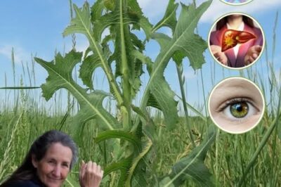 The Power of Prickly Lettuce That Grows Everywhere