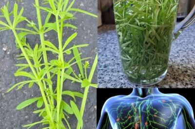 Cleavers (Galium aparine): The Herbal Remedy for Detox and Lymphatic Health