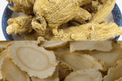 American Ginseng: The Ancient Secret to Boosting Energy and Memory Naturally