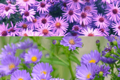 Echinacea Revealed: The Ancient Native American Herb That Boosts Immunity Naturally