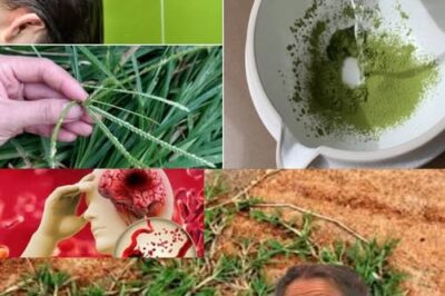 This Unpretentious Wonder of Nature is actually a real-life treasure