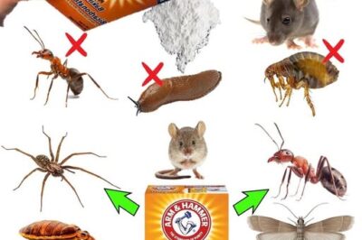 The Power of Baking Soda: A Natural and Effective Pest Control Solution