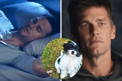Tom Brady’s Beloved Dog “Fluffy” Suddenly Vanishes Without a Trace — Mysterious Disappearance Sparks Emotional Search, Wild Theories, and Desperate Pleas From the NFL Legend