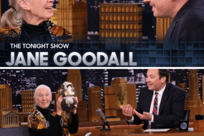 “Do you believe animals can forgive?” Jane Goodall asked softly — and for a moment, even Jimmy Fallon was speechless.💖🥹 Under the bright lights of *The Tonight Show*, the 90-year-old primatologist spoke not with fame, but with the quiet force of a life lived in wonder. She told the story of Wounda, the orphaned chimp who wrapped her arms around Jane in a hug that seemed to hold the whole world. The audience didn’t just listen — they felt it. Watch the moment Jane Goodall turned a late-night stage into a sanctuary of hope, love, and the kind of wisdom only nature can teach. VIDEO 👇